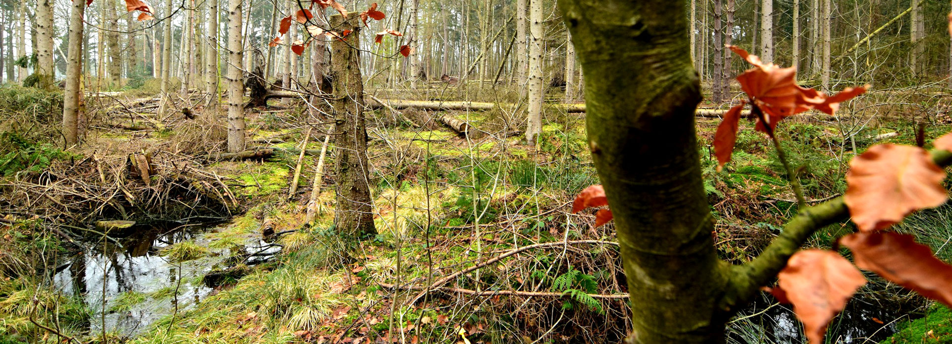 banner bos samen minder medicatie