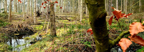 feat img bos samen minder medicatie